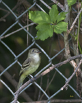 Flycatcher 8873